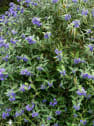 Caryopteris × clandonensis 'Kew Blue'