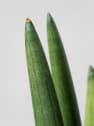 Sansevieria cylindrica 'Straight'