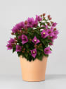 Bougainvillea glabra 'Alexandra' - Bola