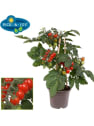 Tomate 'Cherry Red' Pick-&-Joy® - Planta de huerto