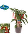 Pimiento 'Hot Chili Red' Pick-&-Joy® - Planta de huerto