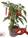 Pimiento 'Hot Chili Red' Pick-&-Joy® - Planta de huerto