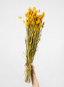 Ramillete Preservado de Phalaris amarillo