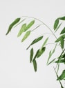Ramillete Preservado de Chasmanthium verde