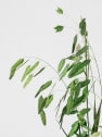 Ramillete Preservado de Chasmanthium verde