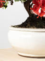 Bonsai Rhododendron indicum