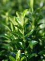 Evónimo Erecta - Euonymus japonicus 'Benkomasaki'