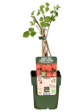 Frambuesa de verano (Rubus idaeus) 'Summer Chef'®