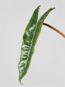 Philodendron billietiae