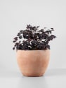 Loropetalum chinense 'Black Pearl'