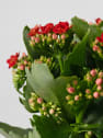 Kalanchoe doble rojo