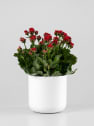 Kalanchoe doble rojo