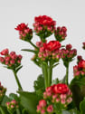 Kalanchoe doble rojo