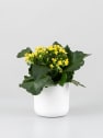 Kalanchoe de flor simple 'Amarillo sol'