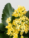 Kalanchoe de flor simple 'Amarillo sol'