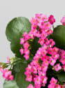 Kalanchoe de flor simple 'Rosa vibrante'