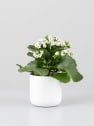 Kalanchoe de flor simple 'Blanco nieve'