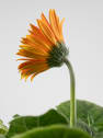 Gerbera naranja