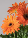 Gerbera naranja