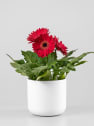 Gerbera roja