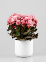 Begonia elatior rosa 'Joy Pink'