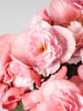 Begonia elatior rosa 'Joy Pink'