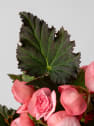 Begonia elatior rosa 'Joy Pink'