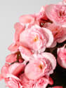 Begonia elatior rosa 'Joy Pink'