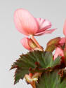 Begonia elatior rosa 'Joy Pink'