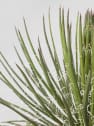 Agave geminiflora