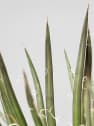 Agave geminiflora