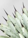 Agave macroacantha