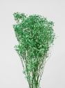 Ramillete Preservado de Paniculata Million Daisy verde