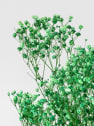 Ramillete Preservado de Paniculata Million Daisy verde