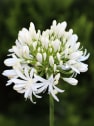 Agapanthus 'Ever White'