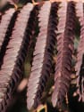 Albizia julibrissin ‘Summer Chocolate’