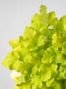 Heuchera 'Lime Marmalade'