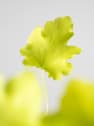 Heuchera 'Lime Marmalade'