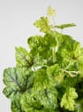 Heuchera 'Tapastry'