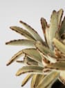Kalanchoe tomentosa 'Chocolate Soldier'