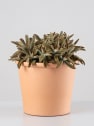 Kalanchoe tomentosa 'Chocolate Soldier'