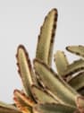 Kalanchoe tomentosa 'Chocolate Soldier'