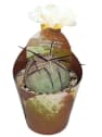 Tephrocactus geometricus