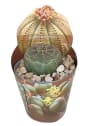 Euphorbia obesa