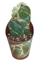 Opuntia reticulata 'Cobra'
