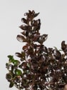 Coprosma 'Chocolate Soldier'