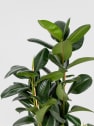 Ficus 'Robusta'