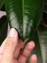 Ficus 'Robusta'