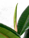 Ficus 'Robusta'