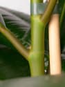 Ficus 'Robusta'